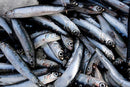 Ultralife Salted Anchovies 300g – High Oil Fishing Bait