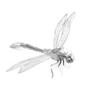 Dragonfly Tools & Models